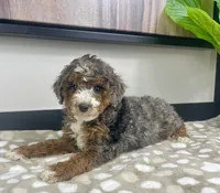 Bailey, a female Miniature Bernedoodle for sale in Greenwood, IN – 5 of 7