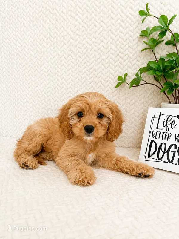 Milo – Cavapoo puppy for sale in Greenwood, IN