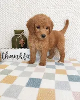 Briar, a female Miniature Goldendoodle for sale in Greenwood, IN – 3 of 5