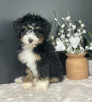 Birdie, a female Miniature Bernedoodle for sale in Greenwood, IN – 5 of 5