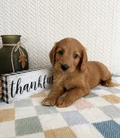 Briggs, a male Miniature Goldendoodle for sale in Greenwood, IN – 2 of 4
