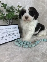 Benson, a male Miniature Bernedoodle for sale in Greenwood, IN – Photo 7 of 7