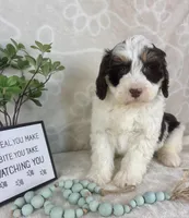 Benson, a male Miniature Bernedoodle for sale in Greenwood, IN – Photo 6 of 7
