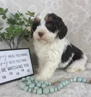 Benson, a male Miniature Bernedoodle for sale in Greenwood, IN – Photo 4 of 7