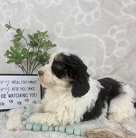 Benson, a male Miniature Bernedoodle for sale in Greenwood, IN – Photo 2 of 7