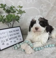Benson, a male Miniature Bernedoodle for sale in Greenwood, IN – Photo 1 of 7