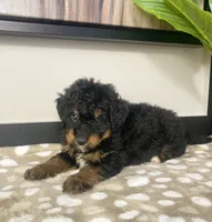 Basil, a female Miniature Bernedoodle for sale in Greenwood, IN – 6 of 6