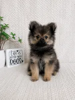Bear, a male Pomeranian for sale in Greenwood, IN – 2 of 3