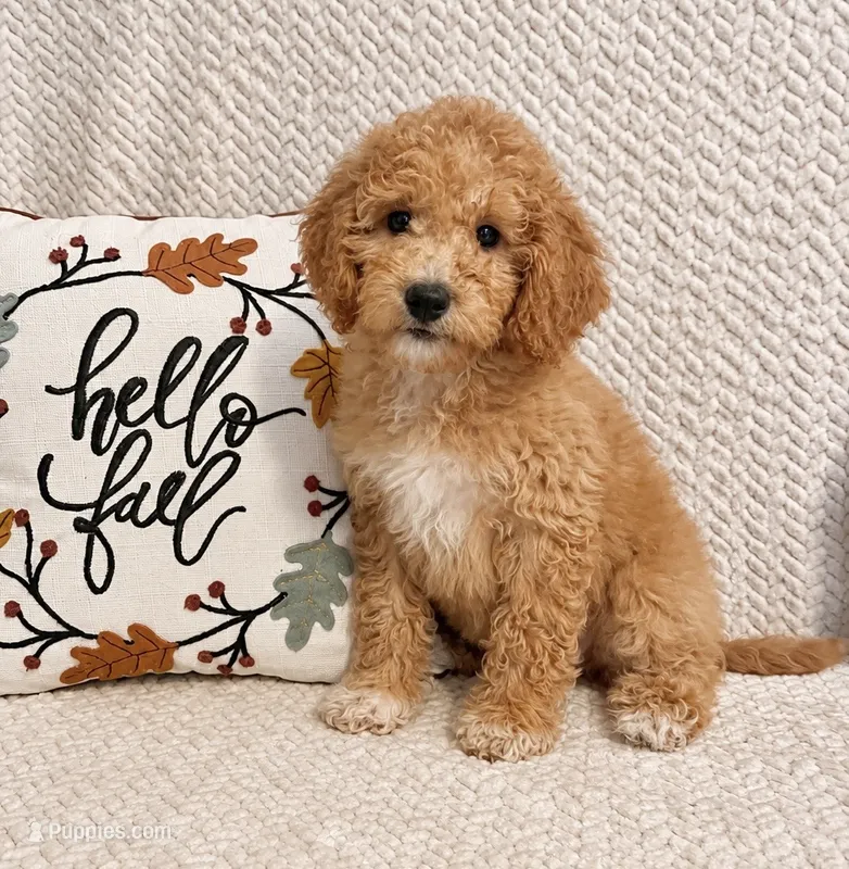 Briar – Miniature Goldendoodle puppy for sale in Franklin, IN