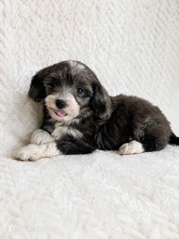 Avery – Miniature Aussiedoodle puppy for sale in Greenwood, IN