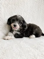 Avery, a female Miniature Aussiedoodle for sale in Greenwood, IN – 1 of 4