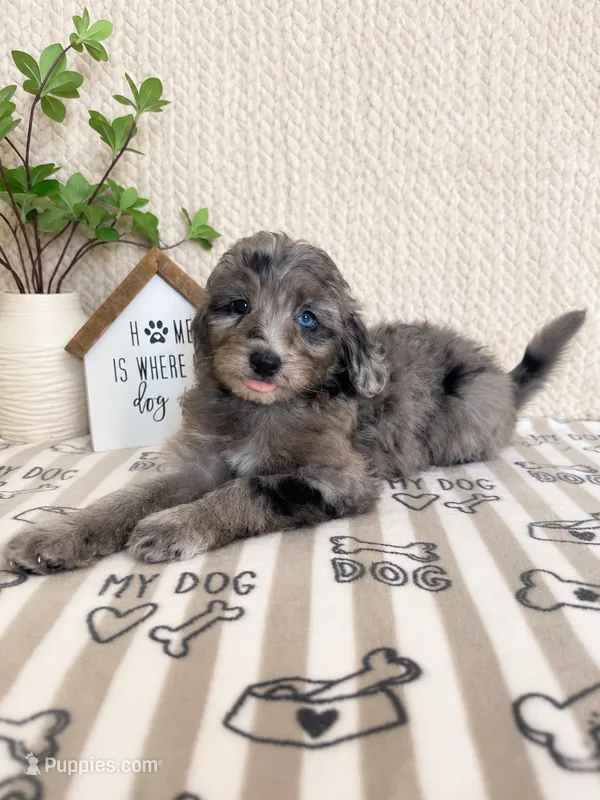 Aspen – Miniature Aussiedoodle puppy for sale in Greenwood, IN