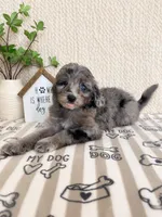 Aspen, a female Miniature Aussiedoodle for sale in Greenwood, IN – 1 of 5