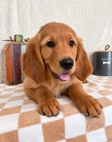 Finley, a male Golden Retriever for sale in Franklin, IN – 4 of 5