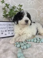 Brooks, a male Miniature Bernedoodle for sale in Greenwood, IN – Photo 4 of 6