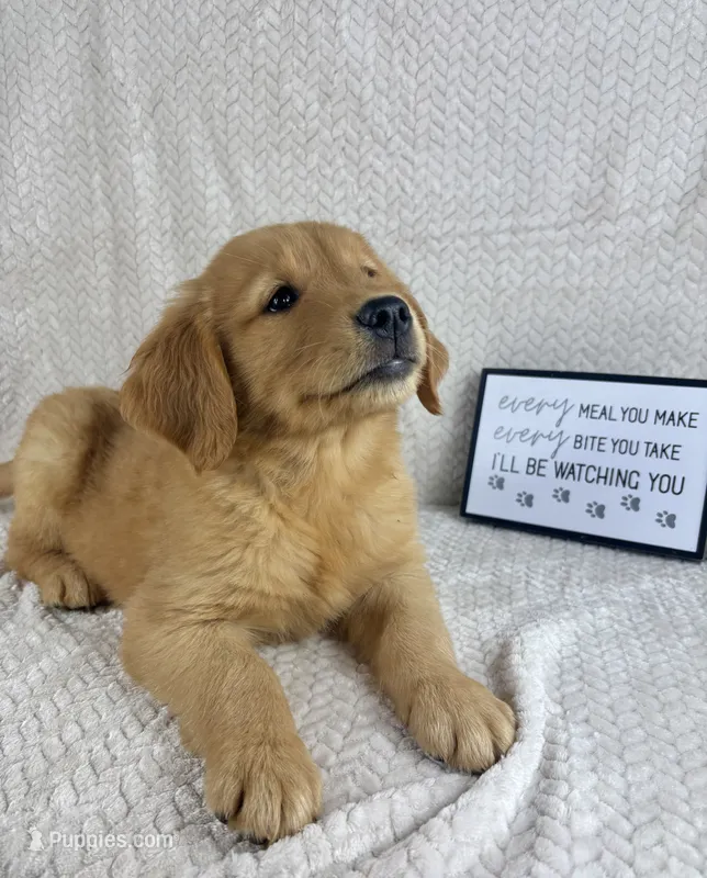 Ripley – Golden Retriever puppy for sale in Greenwood, IN