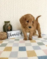 Briggs, a male Miniature Goldendoodle for sale in Greenwood, IN – 3 of 4