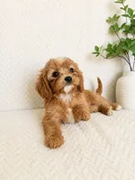 Mabel, a female Cavapoo for sale in Greenwood, IN – 4 of 4