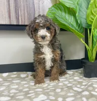 Bailey, a female Miniature Bernedoodle for sale in Greenwood, IN – 3 of 7