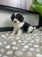 Bronx, a male Miniature Bernedoodle for sale in Greenwood, IN – 2 of 4