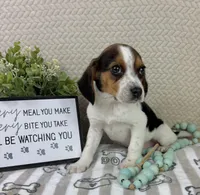 Edison, a male Beagle for sale in Greenwood, IN – Photo 3 of 5