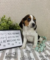 Edison, a male Beagle for sale in Greenwood, IN – Photo 4 of 5