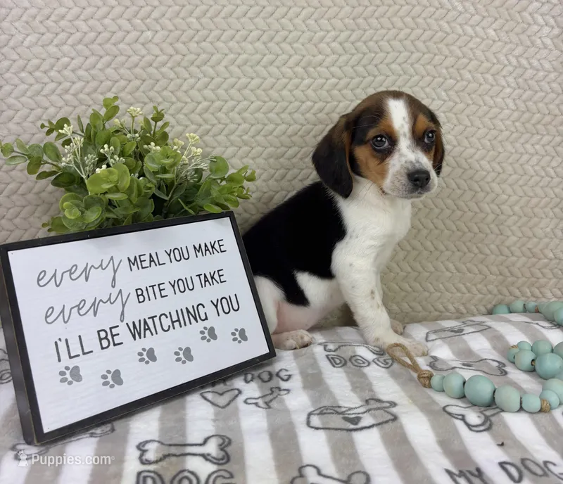 Edison – Beagle puppy for sale in Greenwood, IN