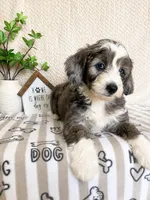 Alfie, a male Miniature Aussiedoodle for sale in Greenwood, IN – 5 of 5