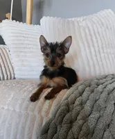 Loki, a male Yorkshire Terrier for sale in Greenwood, IN – 4 of 5
