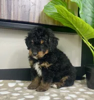Basil, a female Miniature Bernedoodle for sale in Greenwood, IN – 5 of 6