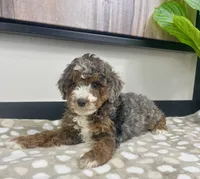 Bailey, a female Miniature Bernedoodle for sale in Greenwood, IN – 7 of 7