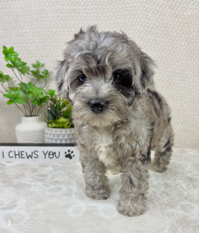 Cooper – Cavapoo puppy for sale in Greenwood, IN