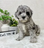 Cooper, a male Cavapoo for sale in Greenwood, IN – Photo 4 of 6