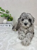Cooper, a male Cavapoo for sale in Greenwood, IN – Photo 3 of 6
