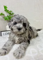 Cooper, a male Cavapoo for sale in Greenwood, IN – Photo 5 of 6