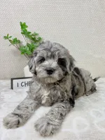 Cooper, a male Cavapoo for sale in Greenwood, IN – Photo 2 of 6