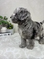 Cooper, a male Cavapoo for sale in Greenwood, IN – Photo 6 of 6