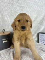 Ruby, a female Golden Retriever for sale in Greenwood, IN – 6 of 6