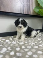 Bronx, a male Miniature Bernedoodle for sale in Greenwood, IN – 3 of 4