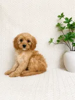 Milo, a male Cavapoo for sale in Greenwood, IN – 2 of 4