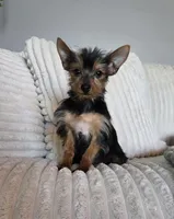 Lulu, a female Yorkshire Terrier for sale in Greenwood, IN – Photo 1 of 5