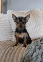 Lulu, a female Yorkshire Terrier for sale in Greenwood, IN – Photo 2 of 5