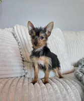 Lulu, a female Yorkshire Terrier for sale in Greenwood, IN – Photo 3 of 5