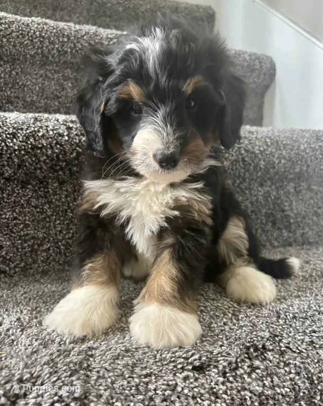 Brody – Miniature Bernedoodle puppy for sale in Greenwood, IN
