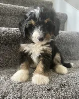 Brody, a male Miniature Bernedoodle for sale in Greenwood, IN – 1 of 5