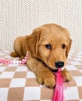 Lainey, a male Golden Retriever for sale in Franklin, IN – 2 of 3