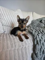 Lulu, a female Yorkshire Terrier for sale in Greenwood, IN – Photo 5 of 5