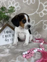 Eden, a female Beagle for sale in Greenwood, IN – Photo 5 of 5