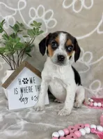 Eden, a female Beagle for sale in Greenwood, IN – Photo 4 of 5