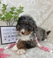  Briar, a female Miniature Bernedoodle for sale in Greenwood, IN – Photo 3 of 4